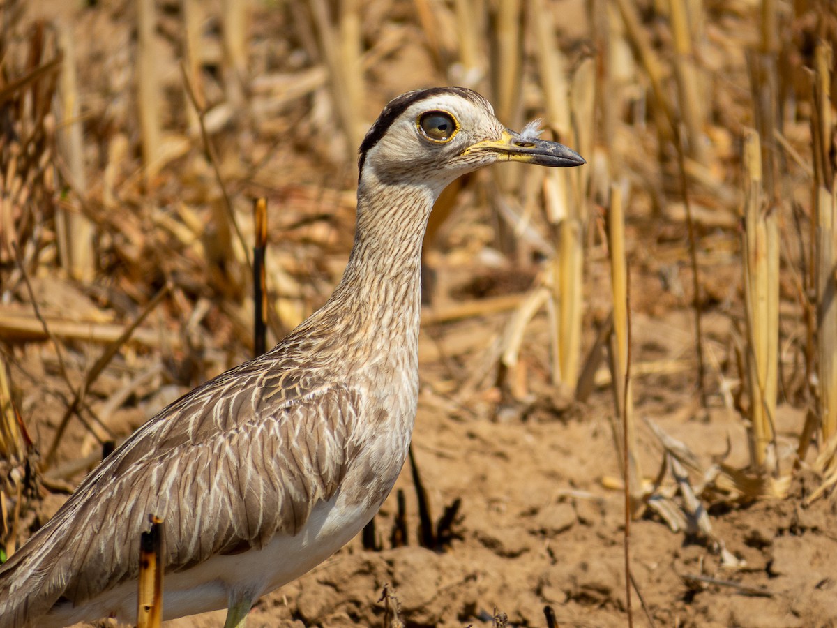 Double-striped Thick-knee - Aquiles Brinco