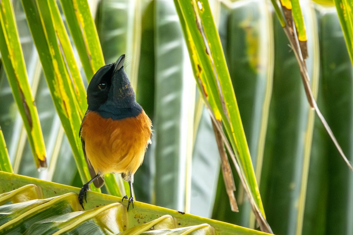 Vanikoro Flycatcher - Mauricio Garcia-Ramos