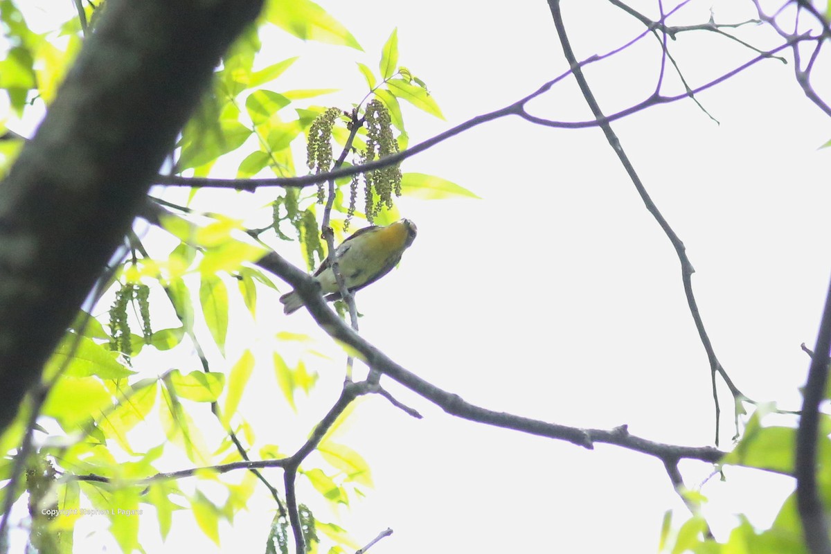 Yellow-throated Warbler - Steve Pagans