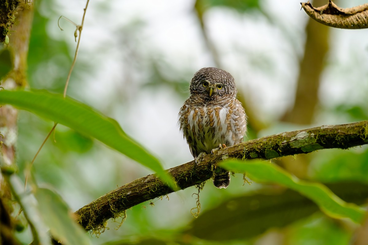 Collared Owlet - Nara Jayaraman