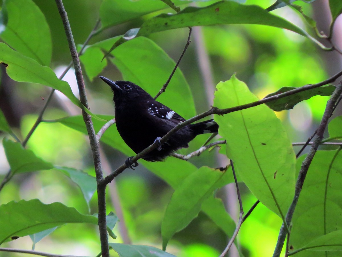 Dot-winged Antwren - Daniel Matamoros