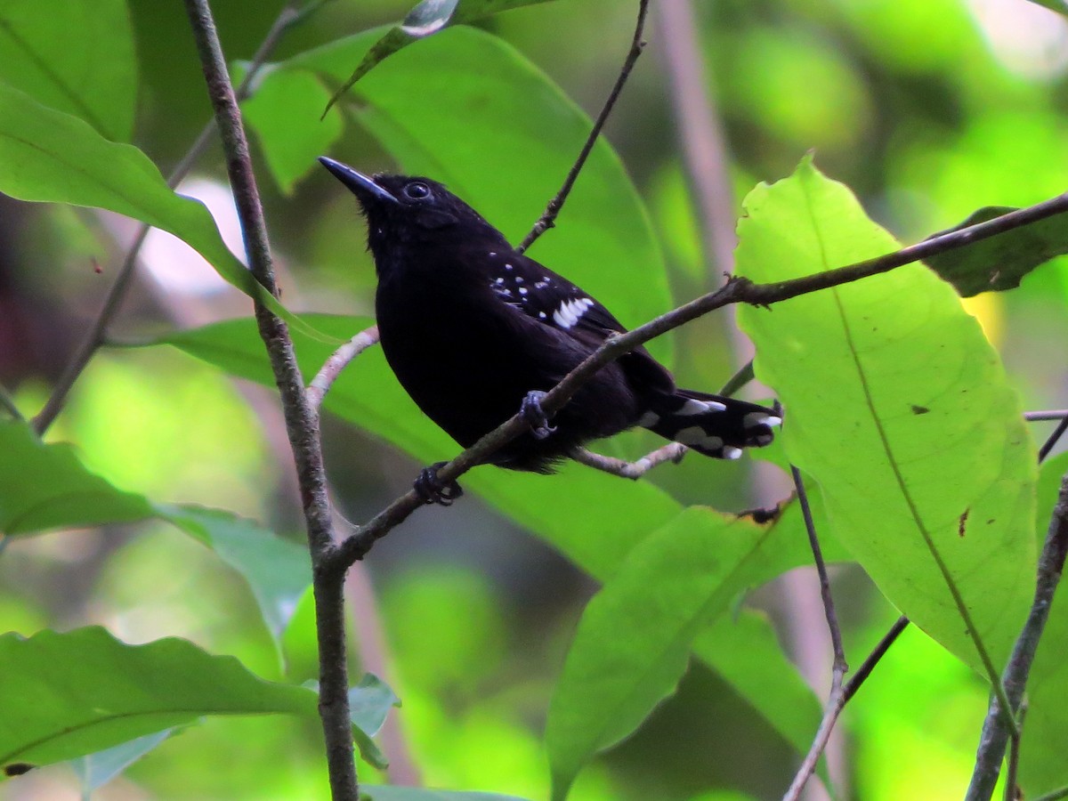 Dot-winged Antwren - Daniel Matamoros