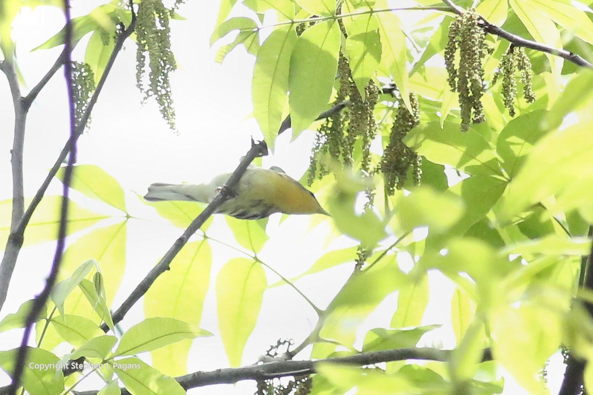 Yellow-throated Warbler - Steve Pagans