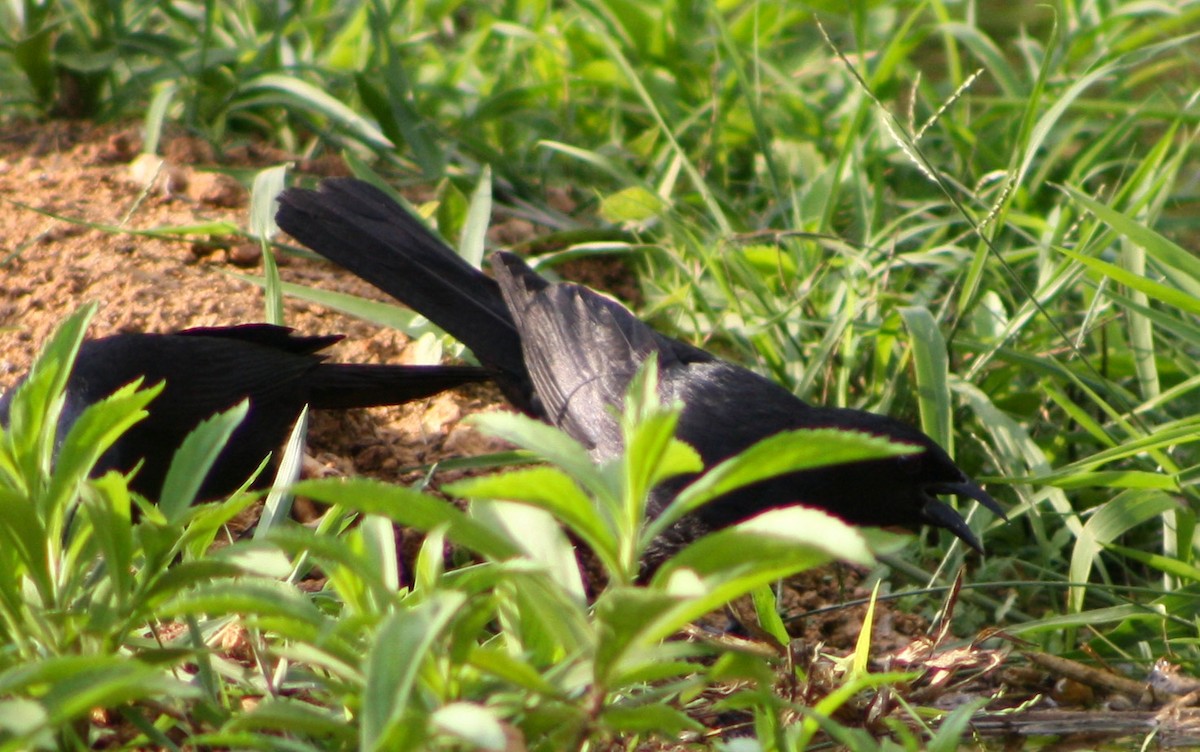 Cuban Blackbird - ML619163157