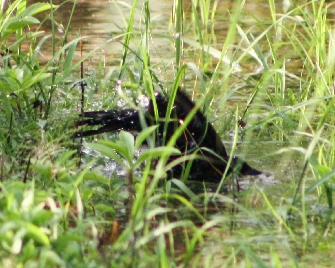 Cuban Blackbird - ML619163162