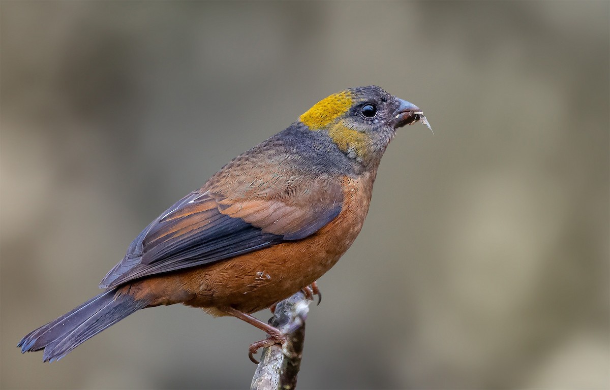 Gold-naped Finch - ML619163165