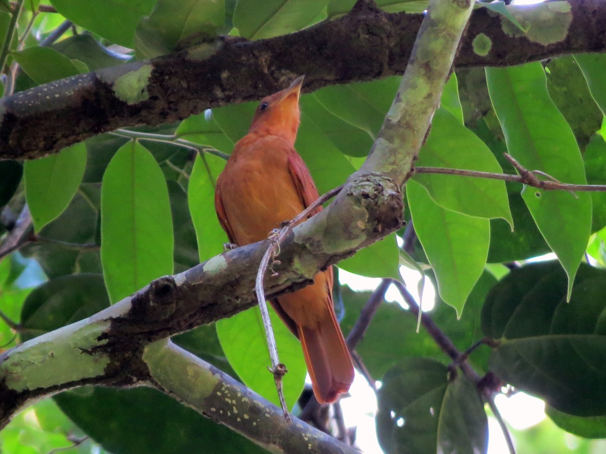 Rufous Piha - Daniel Matamoros