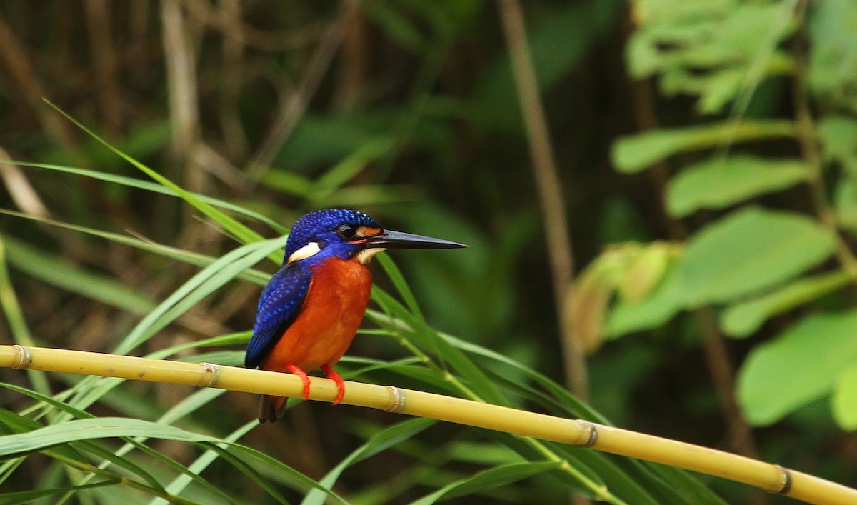 Blue-eared Kingfisher - Scott Watson