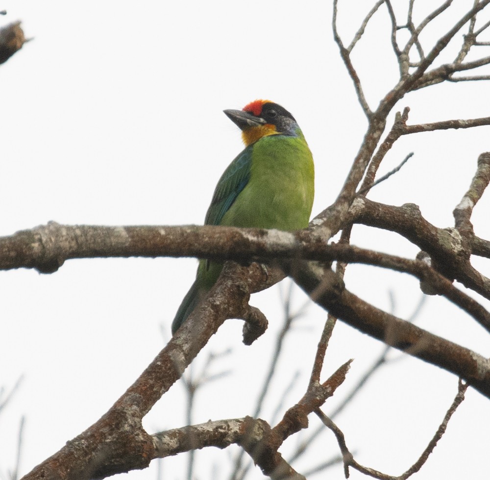 Necklaced Barbet - Lindy Fung