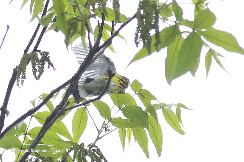 Magnolia Warbler - ML619163191