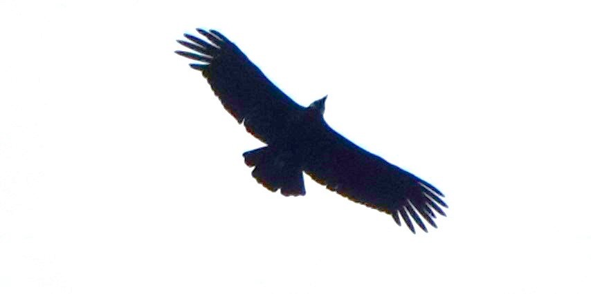 Andean Condor - Marcia Hawk