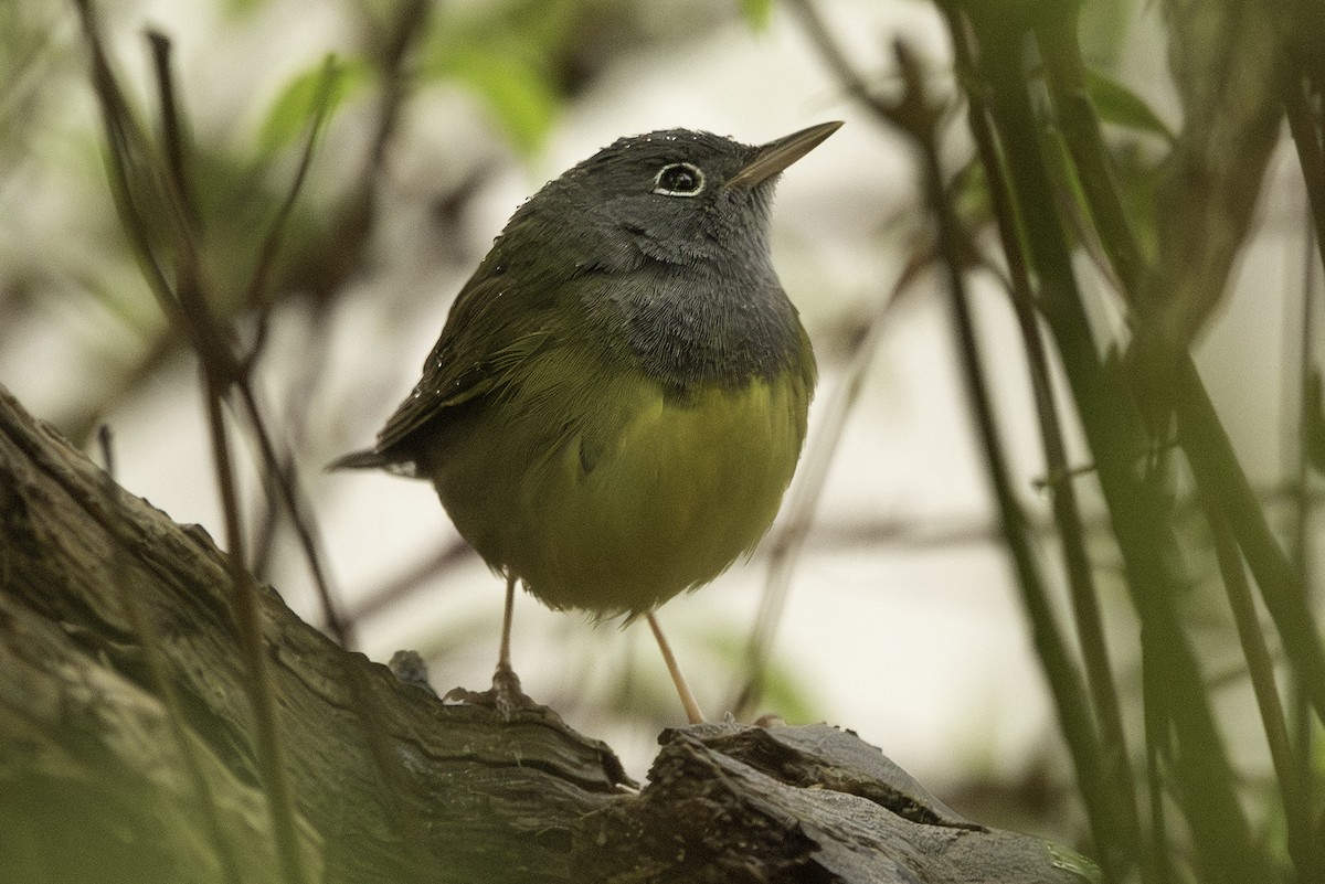 Connecticut Warbler - Cam Nikkel