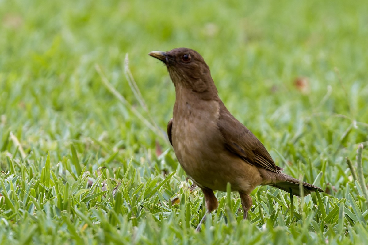 Clay-colored Thrush - Toby Ross