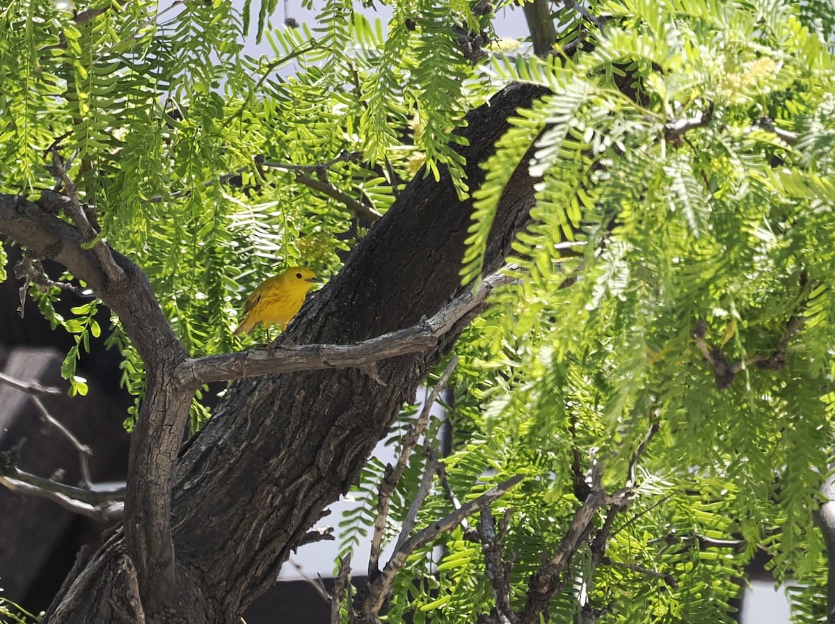 Yellow Warbler - Jeffery Sole