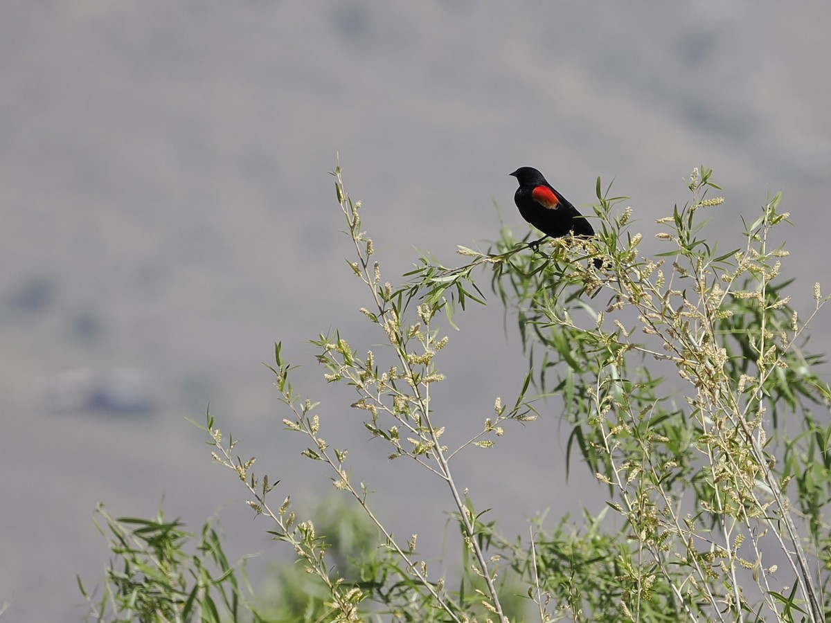Red-winged Blackbird - Jeffery Sole
