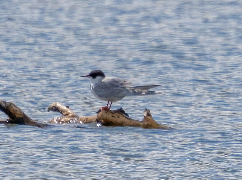 Forster's Tern - Courtney Rella