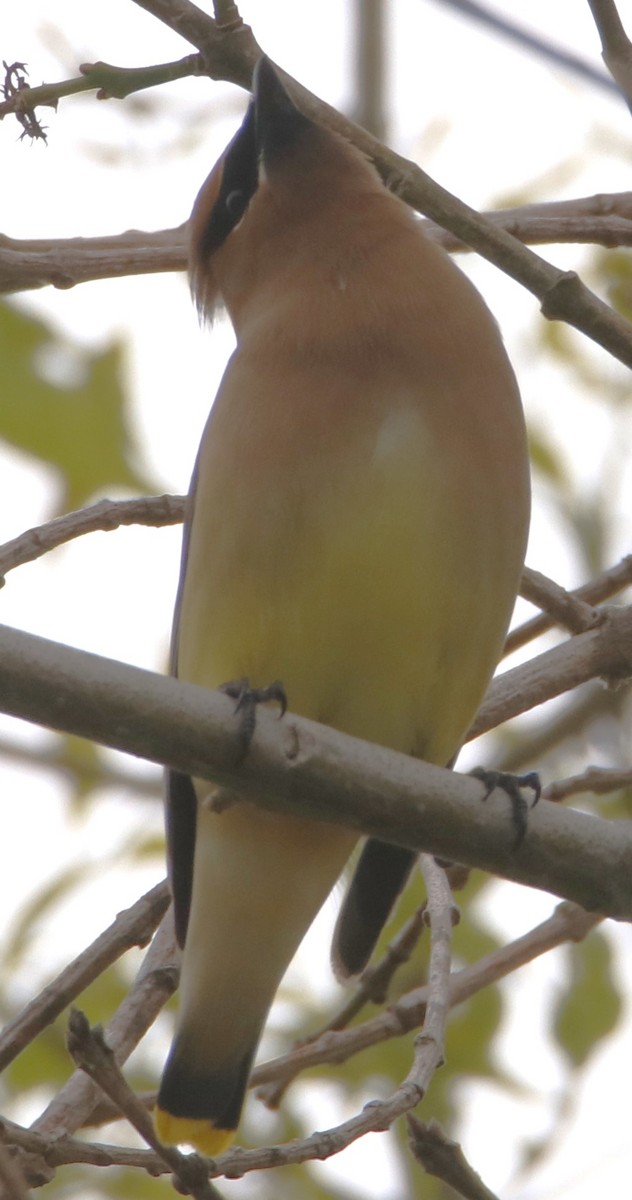 Cedar Waxwing - Barry Spolter