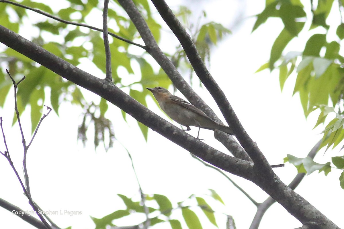 Bay-breasted Warbler - Steve Pagans