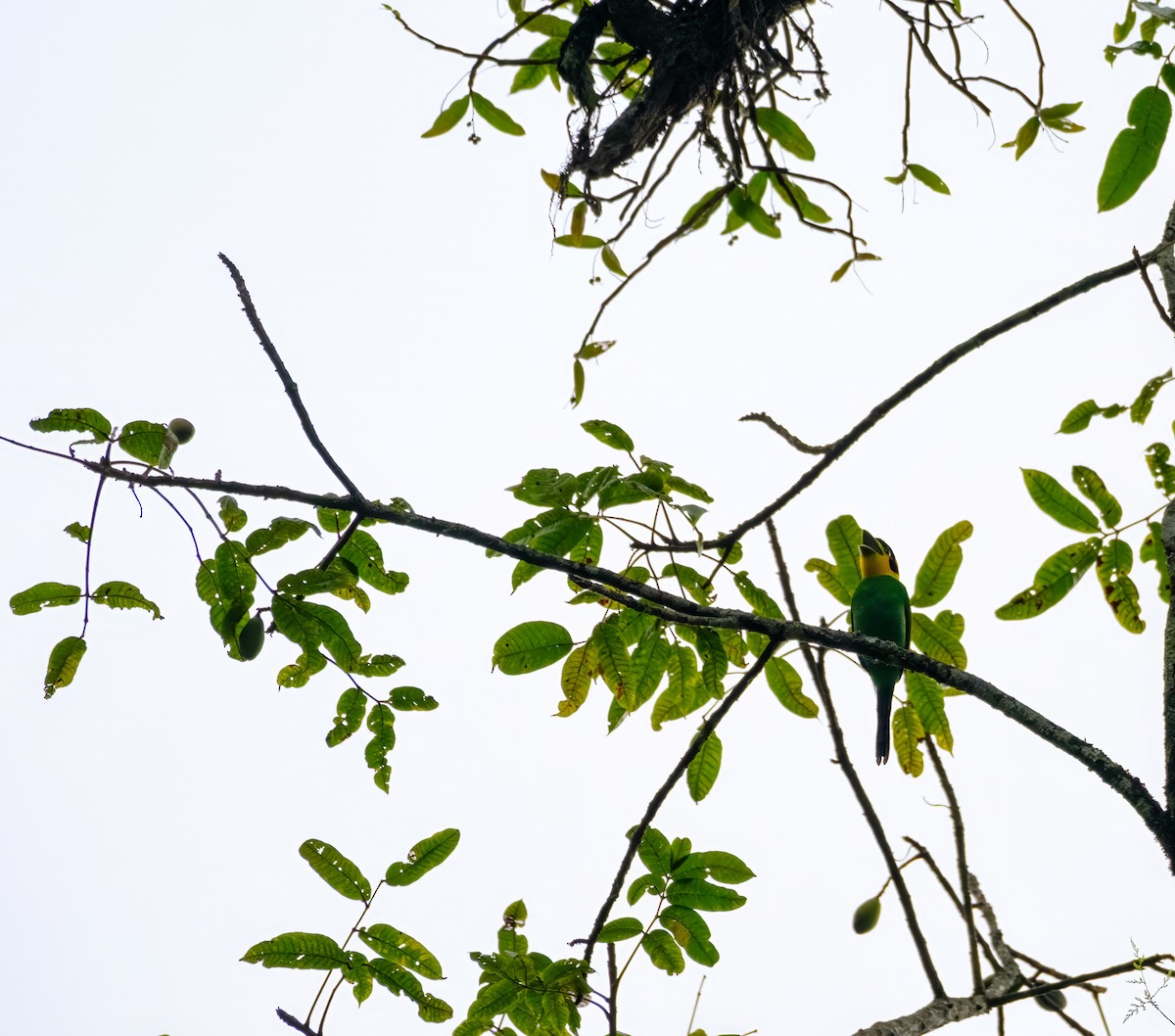 Long-tailed Broadbill - Nara Jayaraman