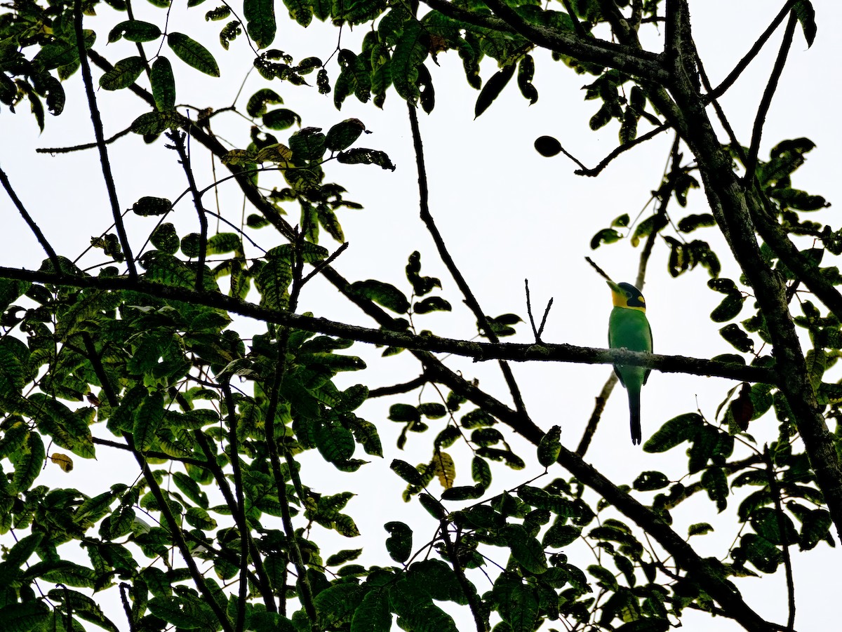 Long-tailed Broadbill - Nara Jayaraman