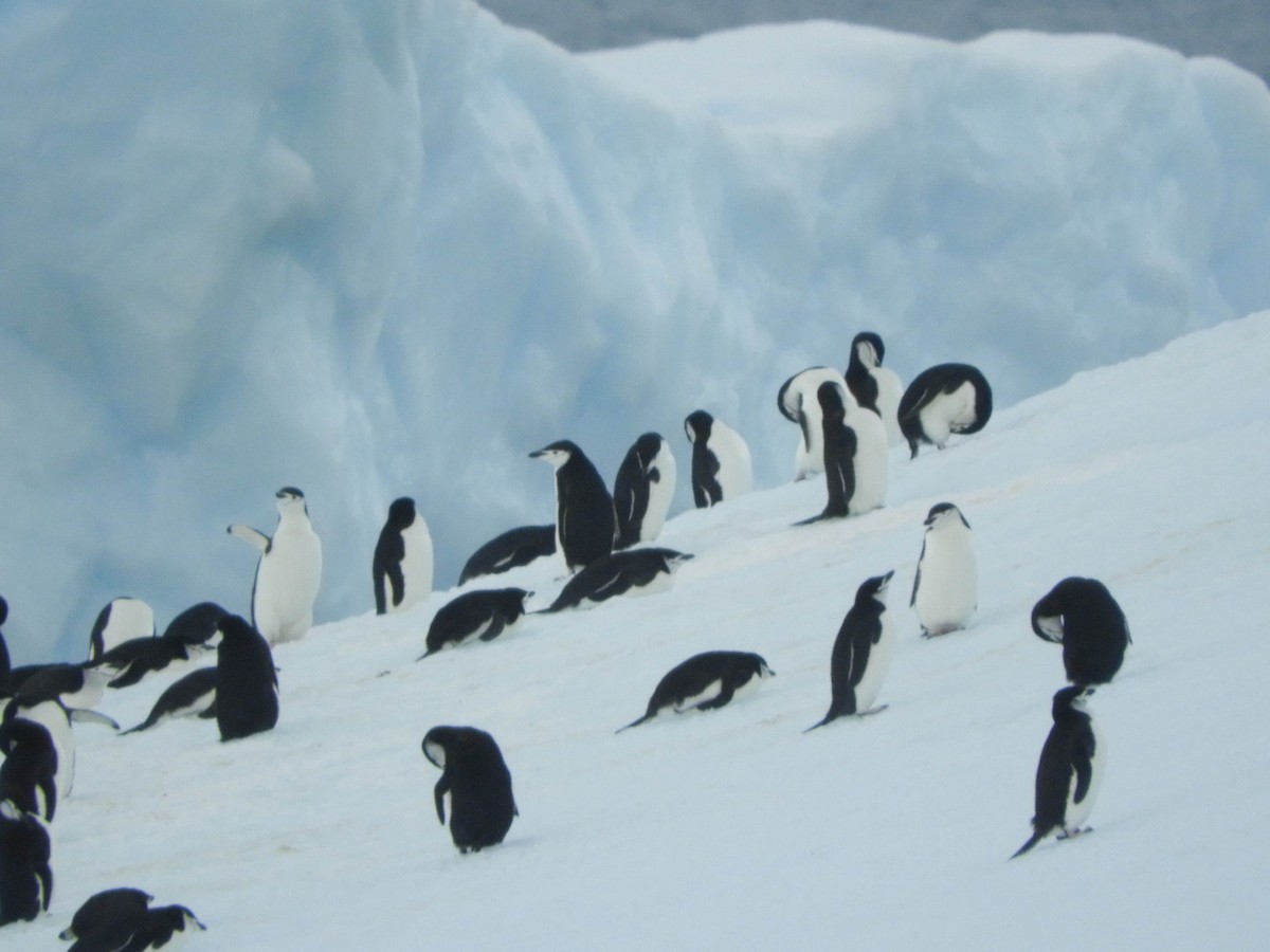 Chinstrap Penguin - France Desbiens