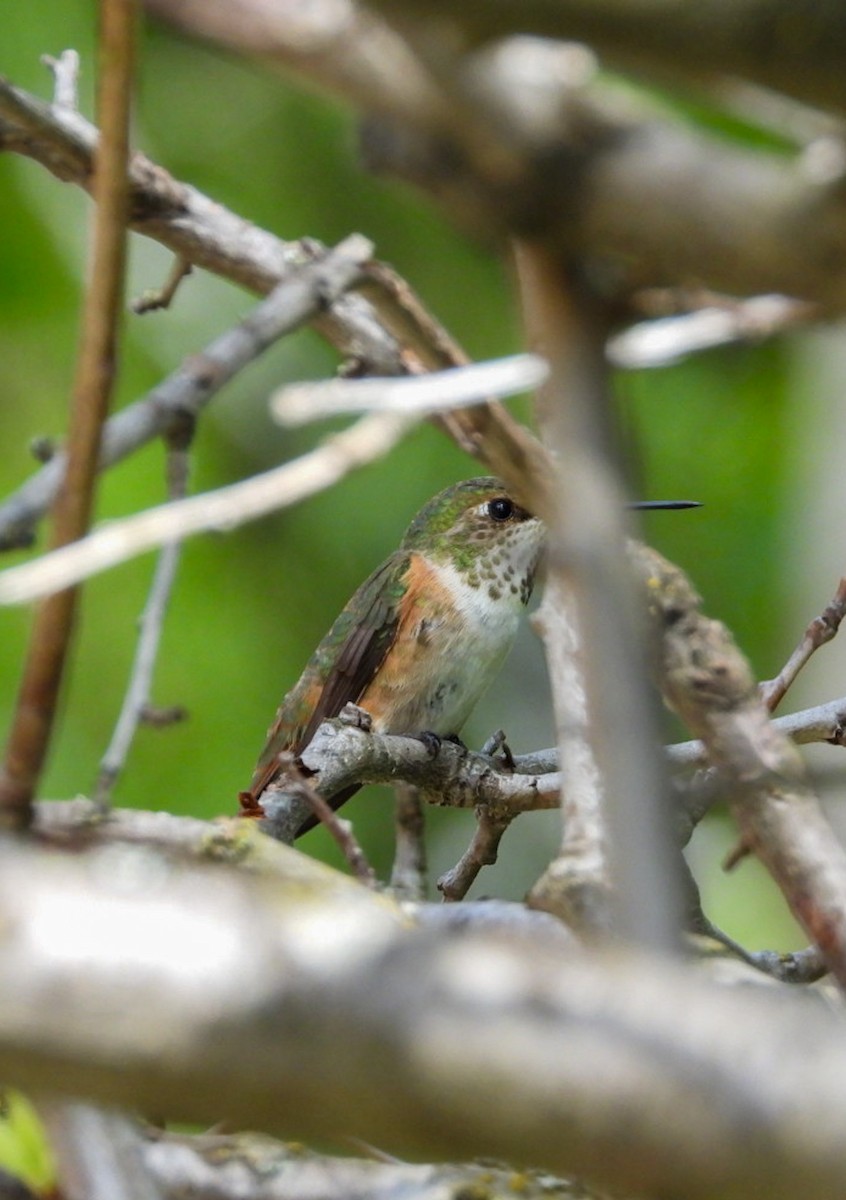 Rufous Hummingbird - Marcea Marine