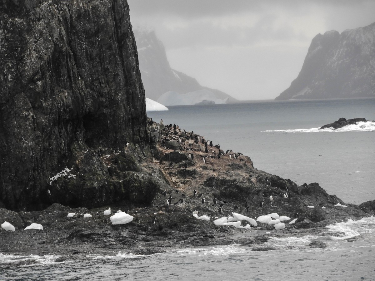 Chinstrap Penguin - France Desbiens