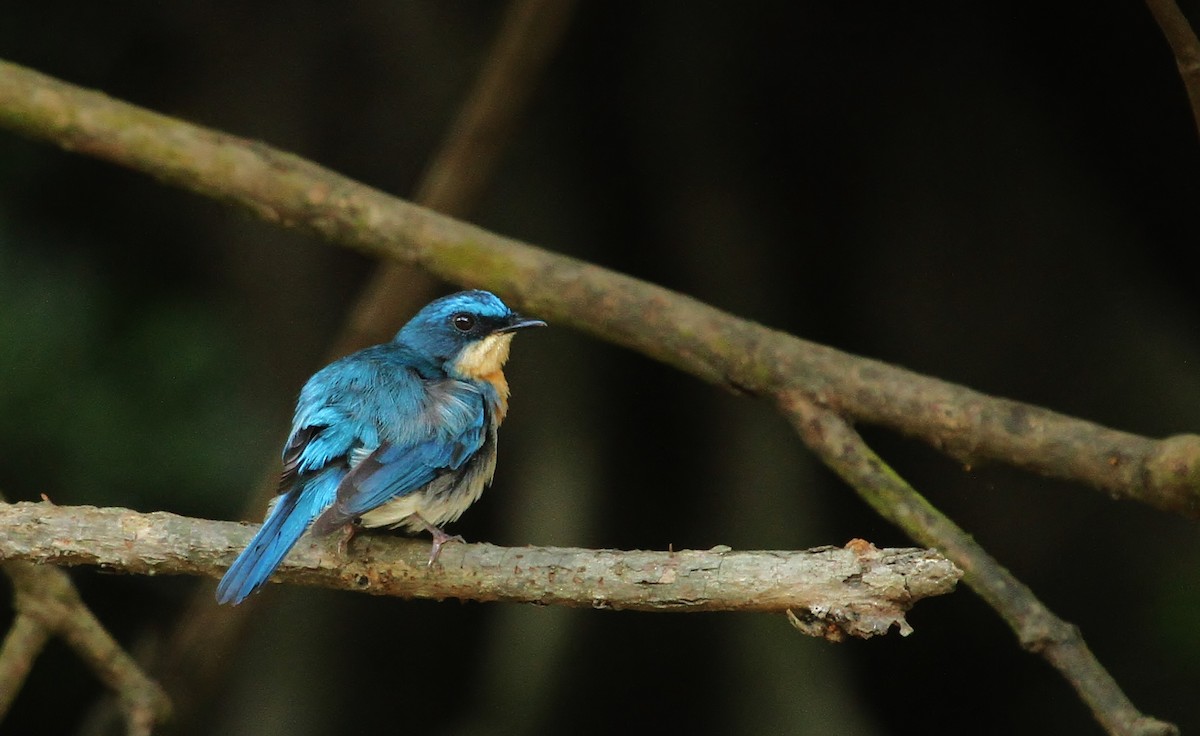 Malaysian Blue Flycatcher - Scott Watson