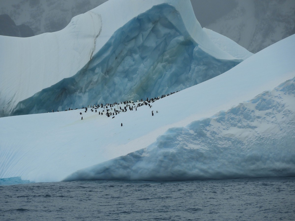 Chinstrap Penguin - France Desbiens