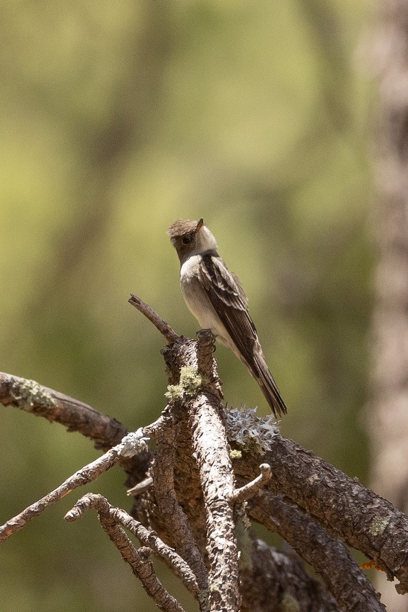 Western Wood-Pewee - ML619163305