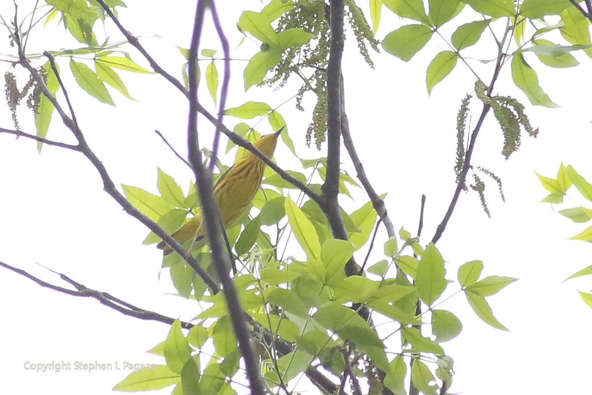 Yellow Warbler - Steve Pagans