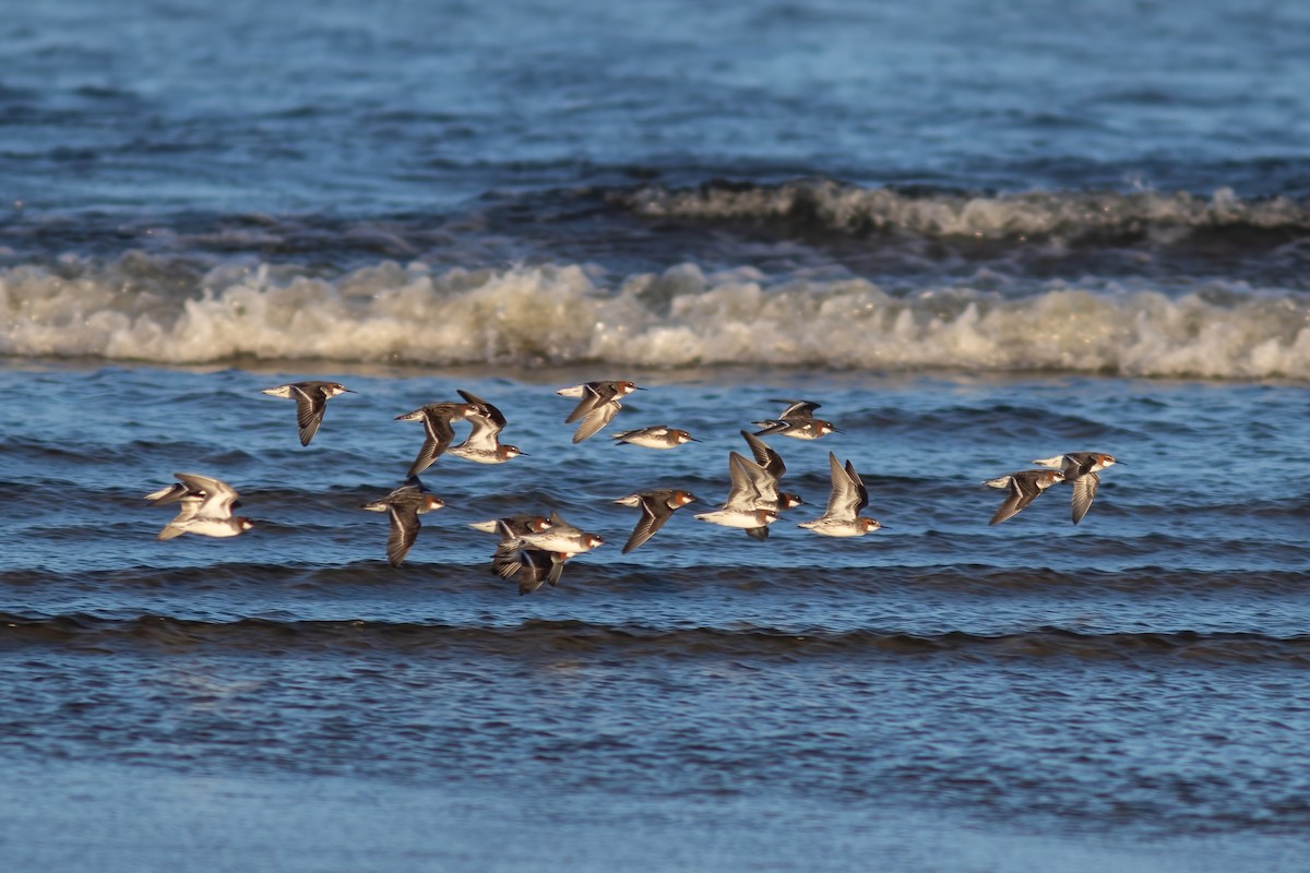 Red-necked Phalarope - John C Sullivan