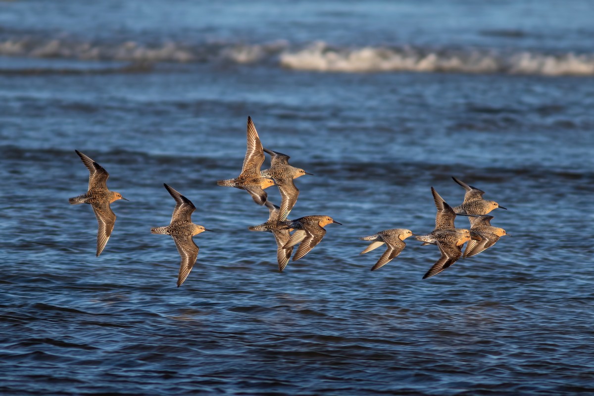 Red Knot - John C Sullivan