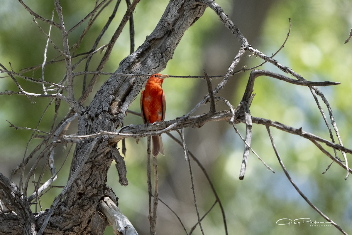 Summer Tanager - Greg Pickens