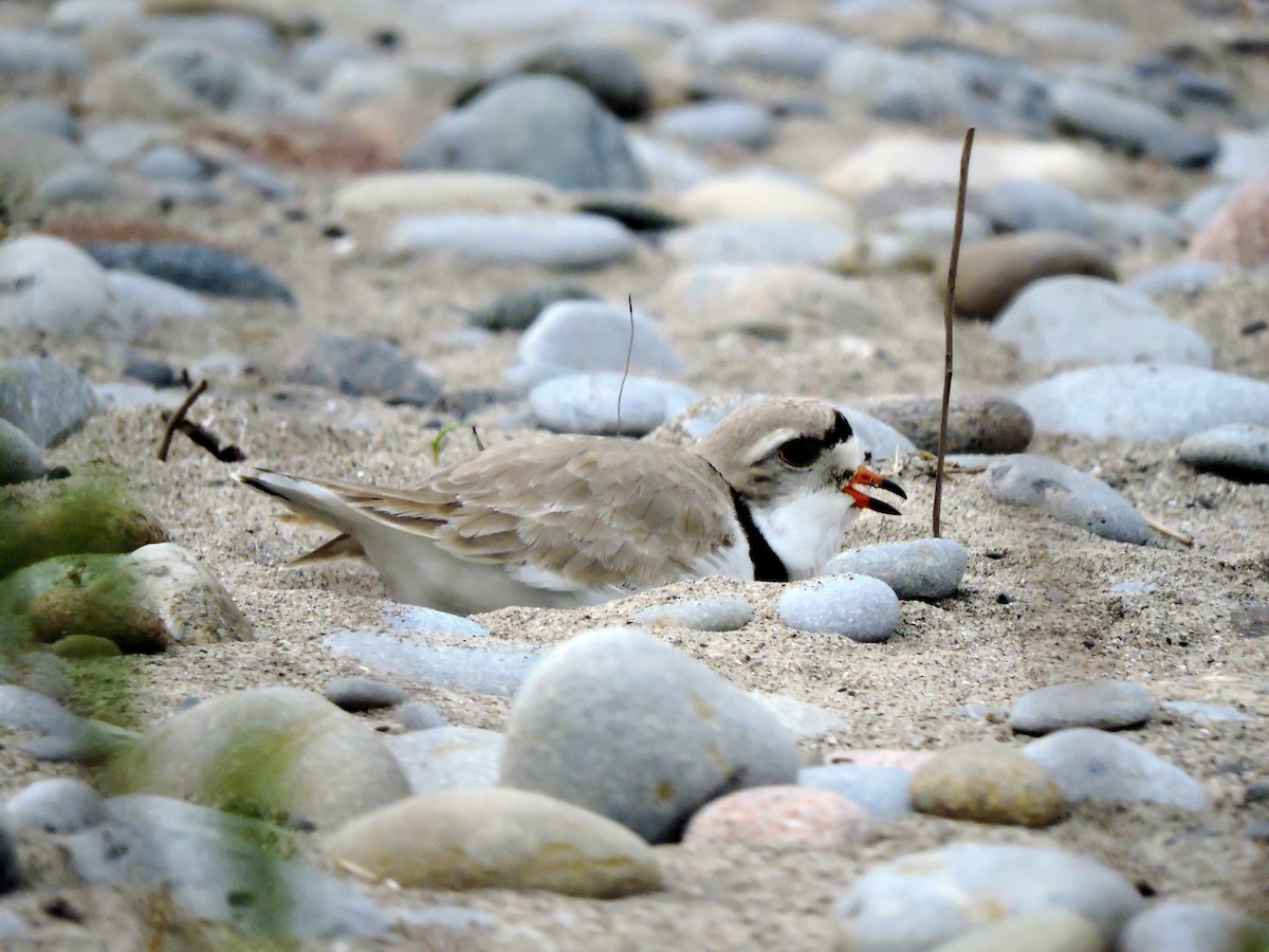 Piping Plover - Ross Lamb