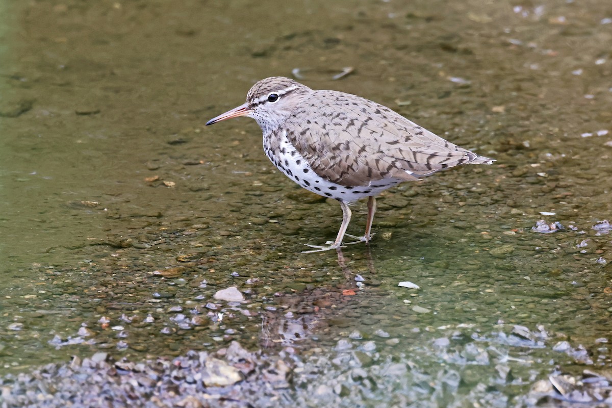 Spotted Sandpiper - Nathan Wall