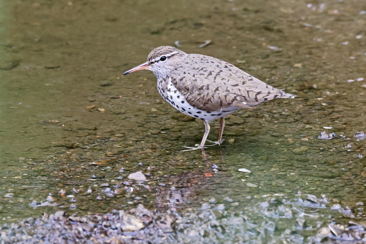 Spotted Sandpiper - ML619163354