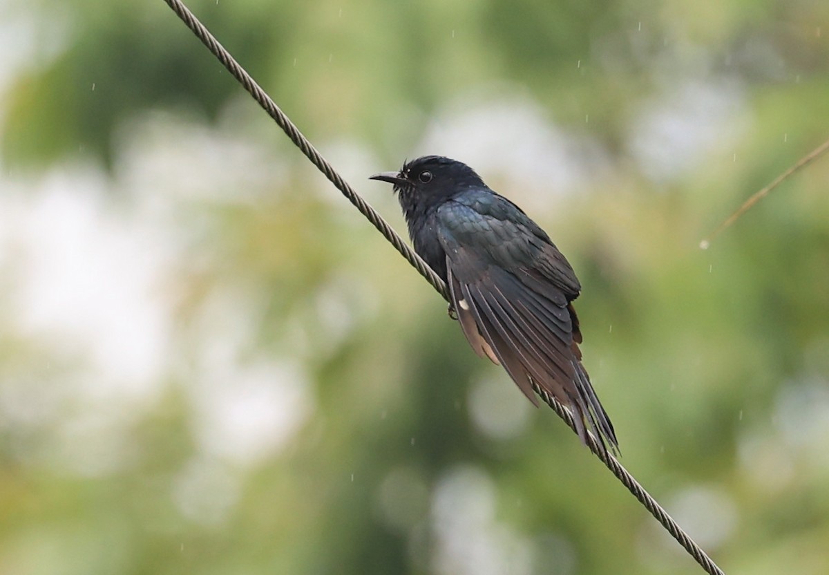 Square-tailed Drongo-Cuckoo - Vijaya Lakshmi