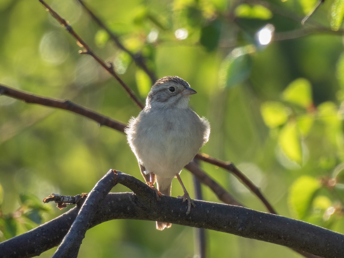 Clay-colored Sparrow - Christopher B 🦆