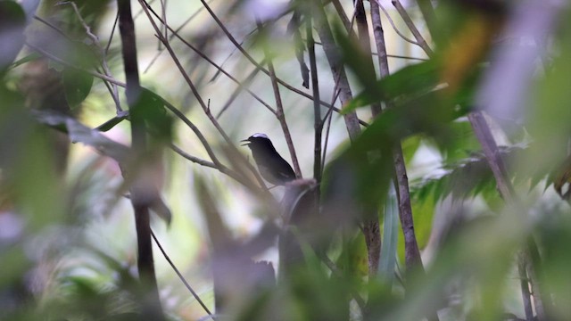 White-browed Shama - ML619163385