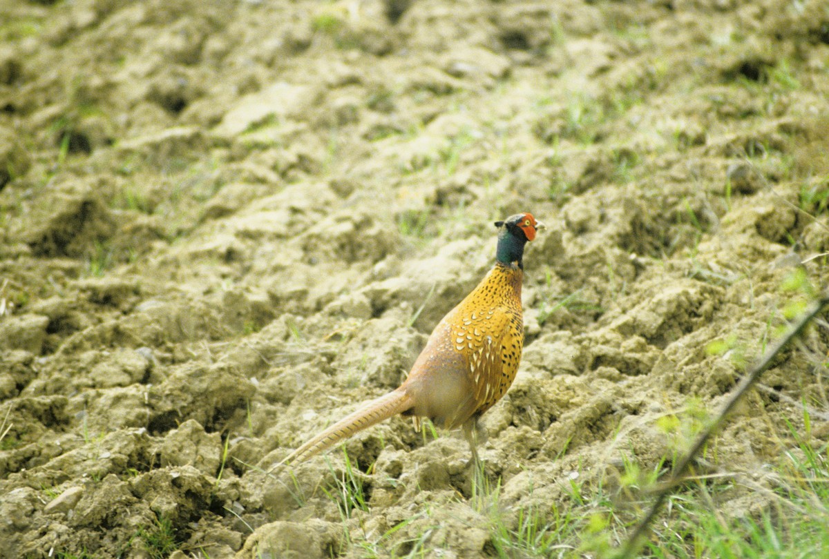 Ring-necked Pheasant - ML619163386