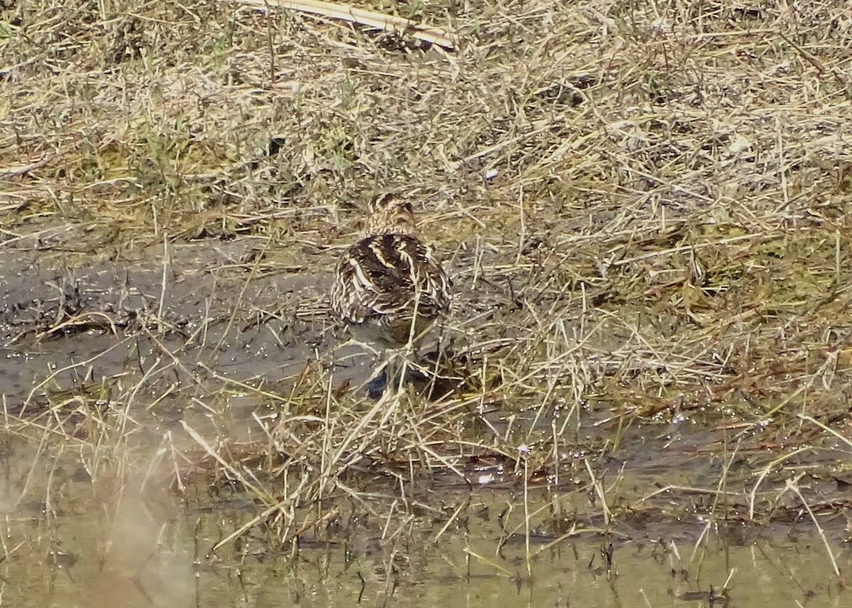 Wilson's Snipe - Nancy Overholtz