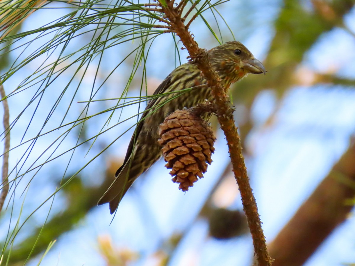 Red Crossbill - ML619163423