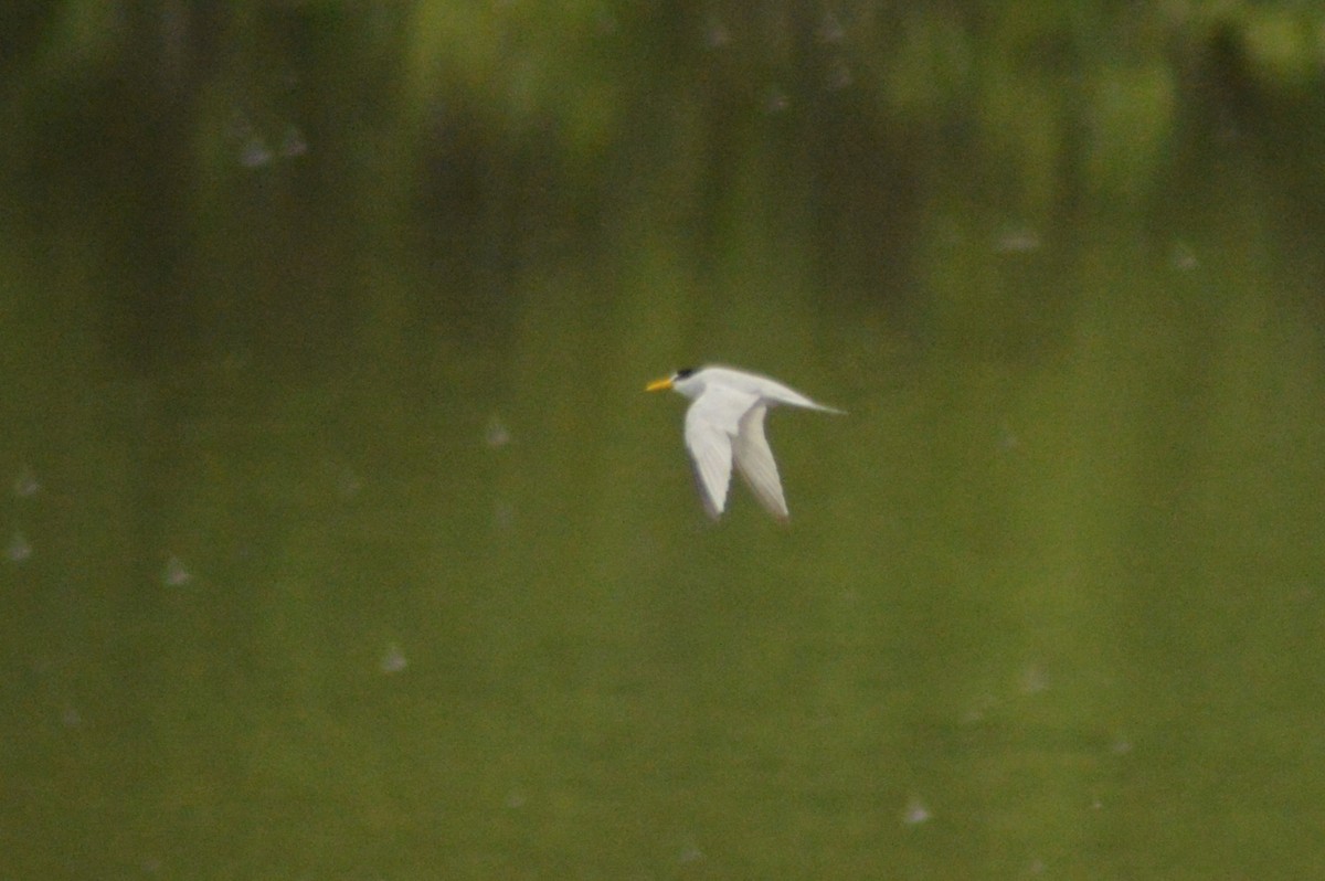 Least Tern - Ryan Pudwell