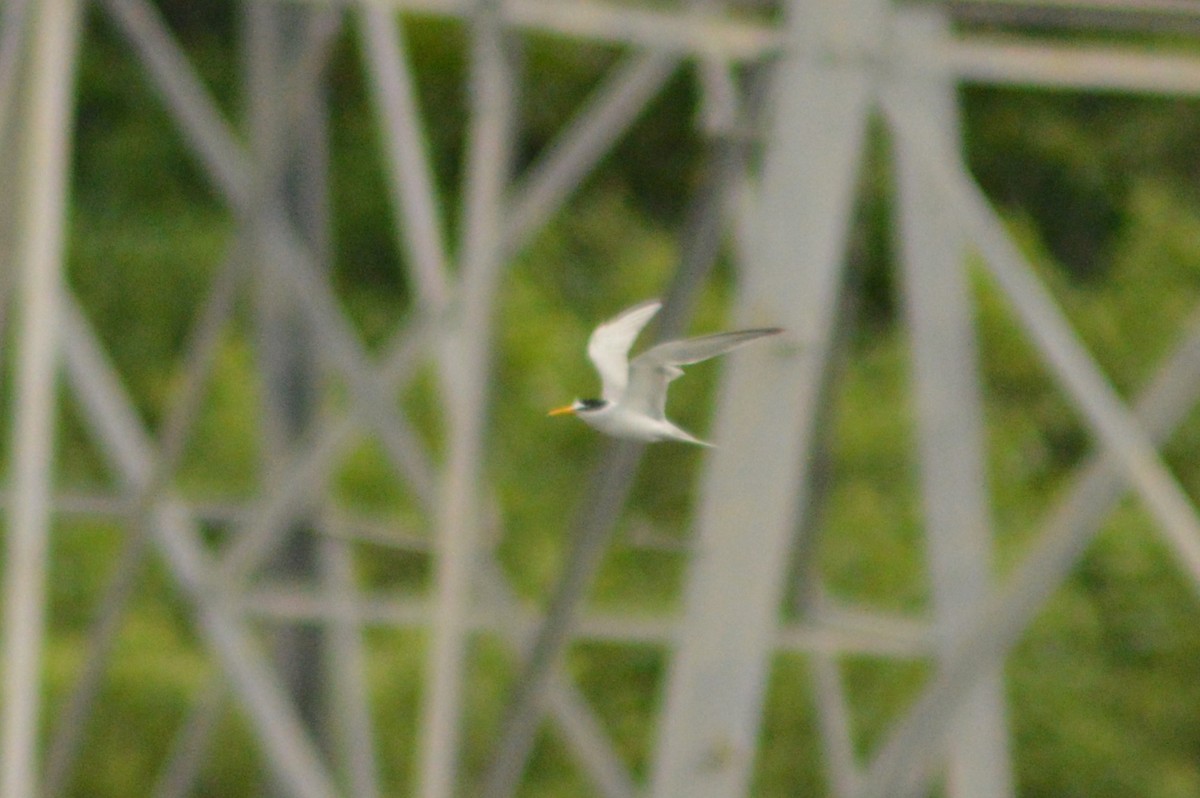 Least Tern - Ryan Pudwell