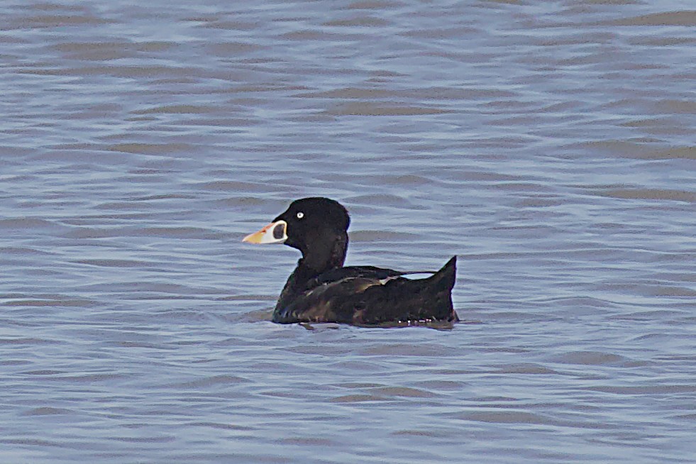 Surf Scoter - ML619163431