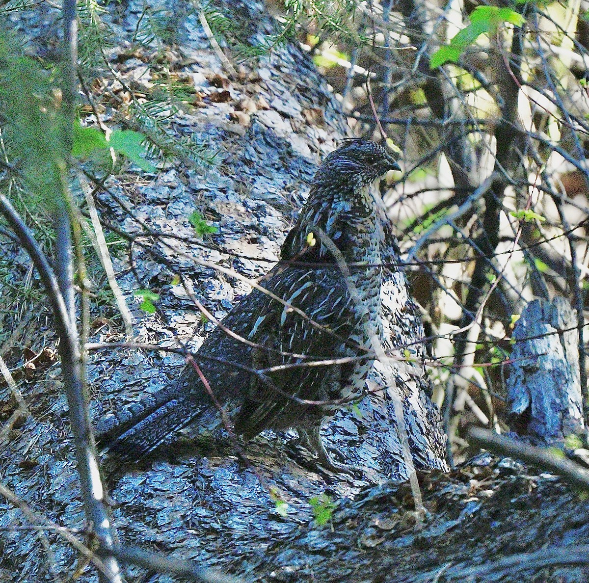 Ruffed Grouse - ML619163438