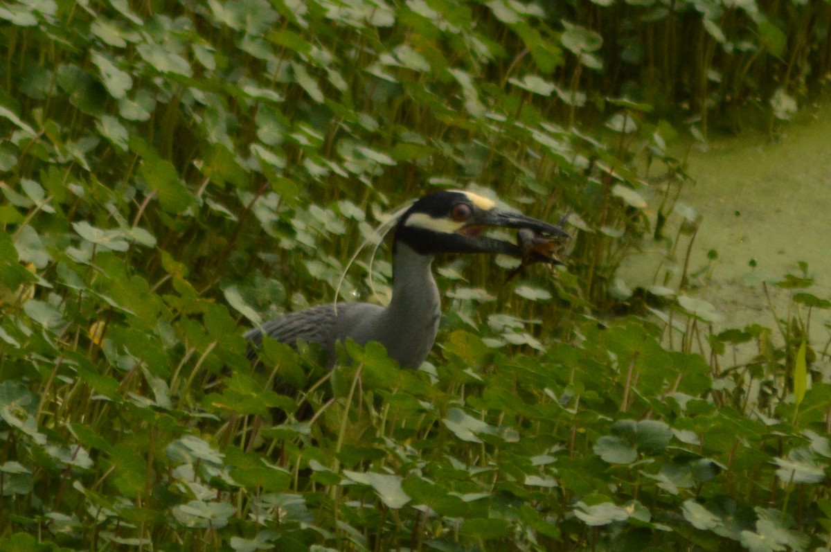 Yellow-crowned Night Heron - Ryan Pudwell