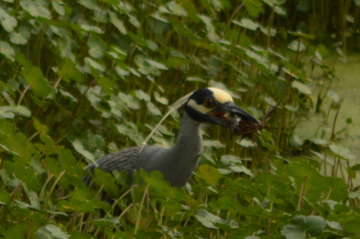 Yellow-crowned Night Heron - ML619163440