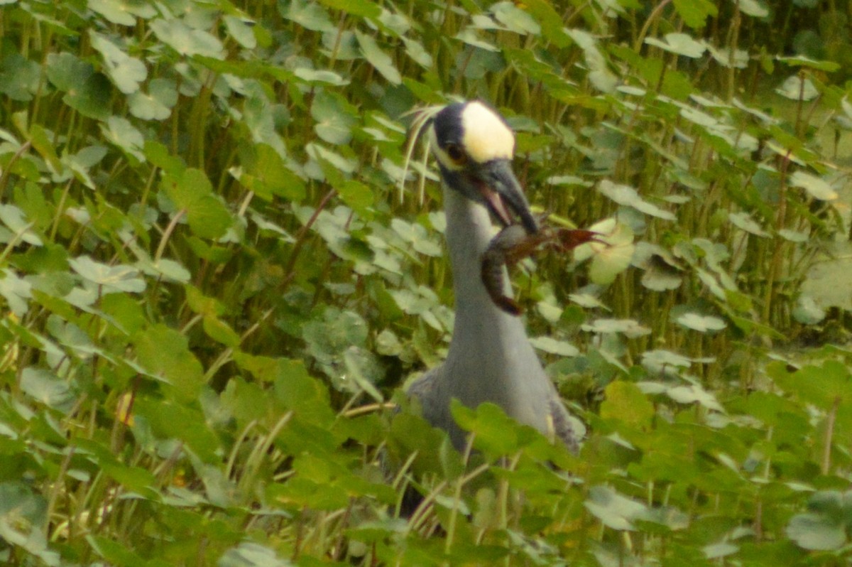 Yellow-crowned Night Heron - ML619163441